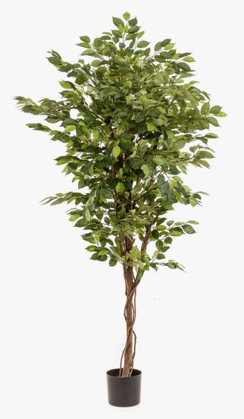 Detail einer künstlichen Ficus Benjamina Pflanze mit dichten grünen Blättern und natürlich aussehenden Holzstämmen.