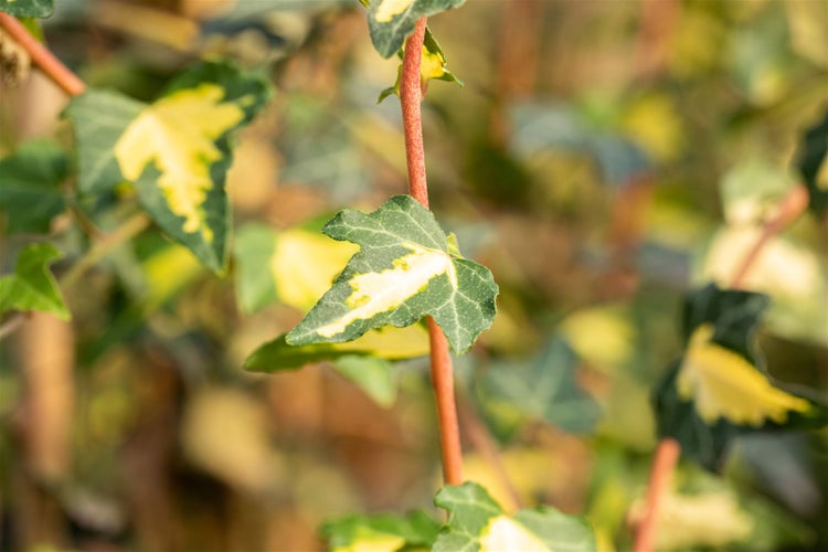 Hedera helix 'Goldheart', Efeu, gelb-grün, 100–150 cm