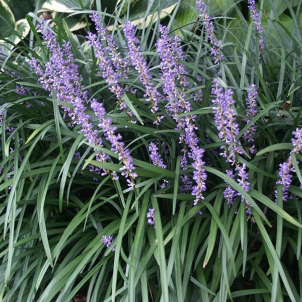 Blühende Lilientraube mit grünen Blättern