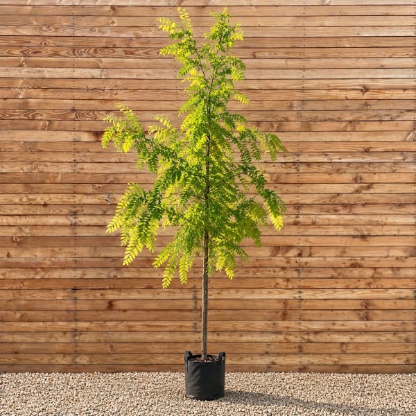Junger Gleditsia triacanthos Baum im schwarzen Pflanzcontainer vor einer Holzwand.