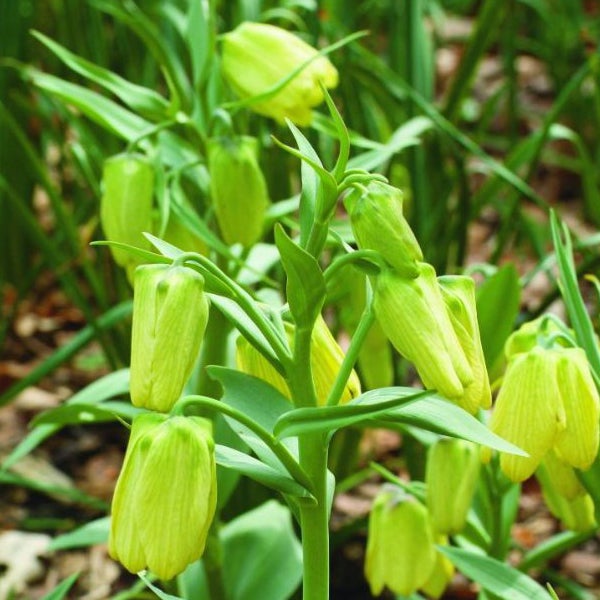 Gelbe Schachblume in Nahaufnahme