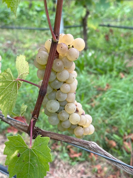 Eine Traube heller Weintrauben hängt an einem Weinstock im Weinberg.