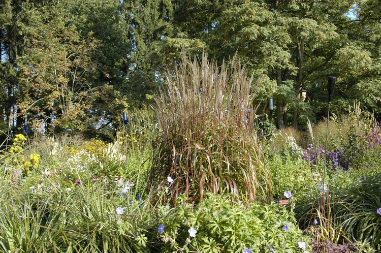 Hohes Ziergras Miscanthus sinensis in einem üppig bepflanzten Gartenbeet mit Stauden und Bäumen im Hintergrund.