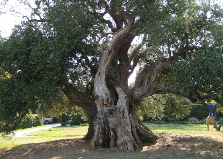 SAFLAX Garden to go - Ölbaum - Olea europea - 20 Samen - Mit Topf, Klima - Deckel und Anzuchtsubstrat