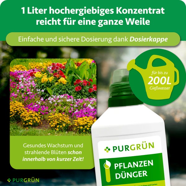 Blauer Atlaszeder-Baum im Garten