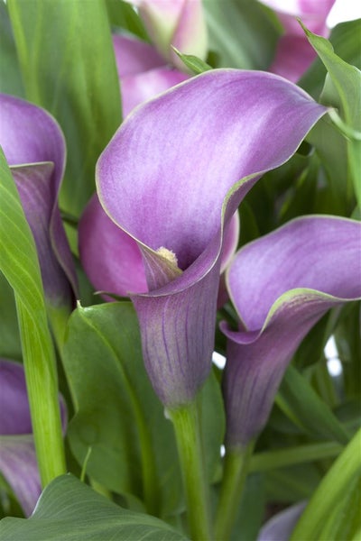 Zantedeschia aethiopica, Calla, weiß, ca. 9x9 cm Topf