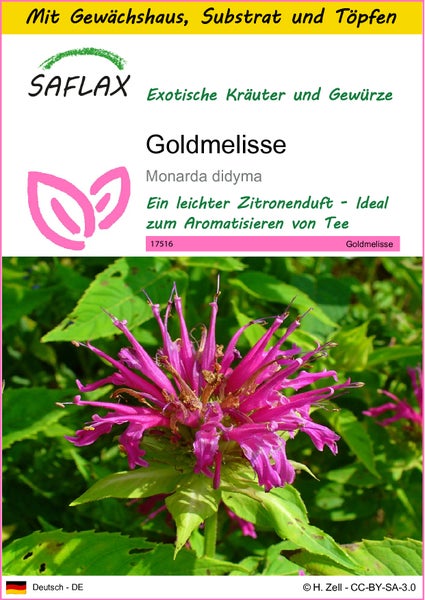 SAFLAX Anzucht Set - Goldmelisse - Monarda didyma - 20 Samen - Mit Mini-Gewächshaus, Anzuchtsubstrat und 2 Töpfen
