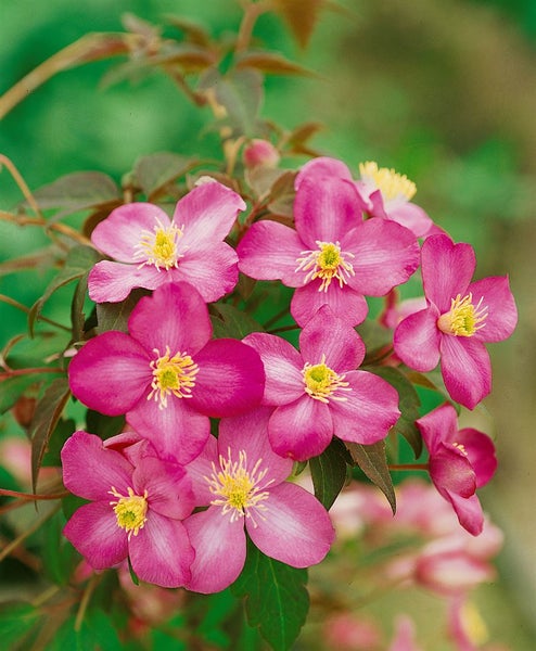 Clematis montana 'Marjorie', Berg-Waldrebe, rosa, 40–60 cm