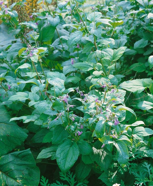 Nahaufnahme einer Kaukasusvergissmeinnicht-Pflanze mit grünen Blättern und kleinen Blüten