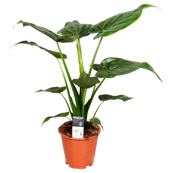 Alocasia 'Cuullata' | Elefantenohr - Zimmerpflanze im Anzuchttopf cm19 cm - ↕55-65 cm