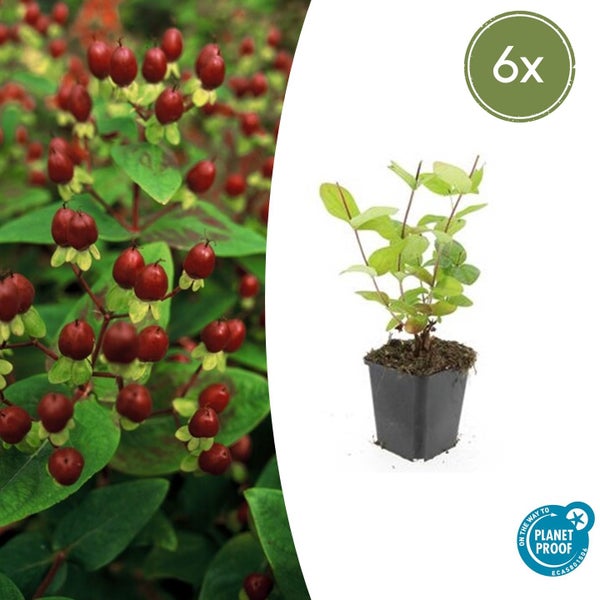 Johanniskraut Hypericum inodorum Magical Universe mit roten Beeren im Topf, sechs Stück, Planet Proof zertifiziert.