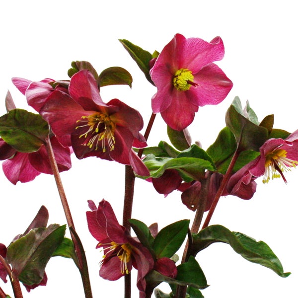 Christrose Schneerose Helleborus Ice n Roses mit vielen Knospen im 15cm Topf Early Red Rot blühend