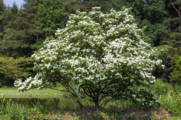 Blühender Blumenhartriegel Baum im Garten