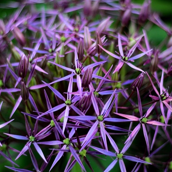 Nahaufnahme einer blühenden Allium-Pflanze