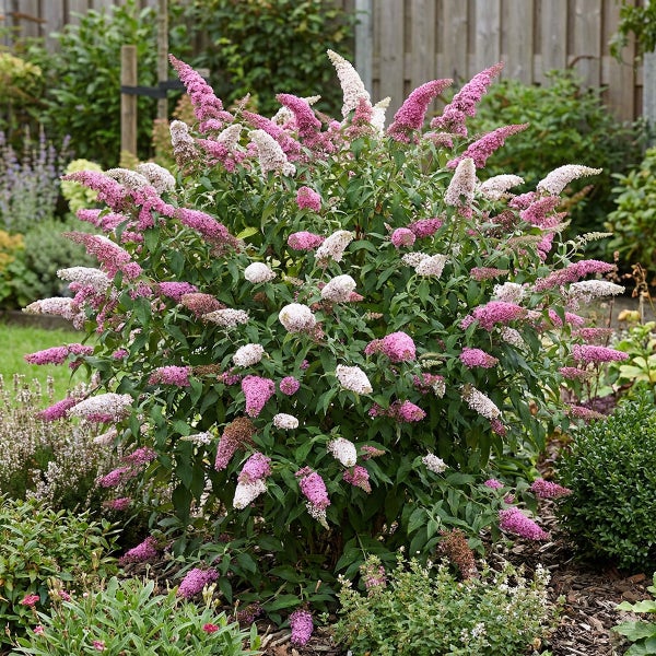 Sommerflieder Buddleja davidii mit rosa und weißen Blütenrispen im Garten gepflanzt.
