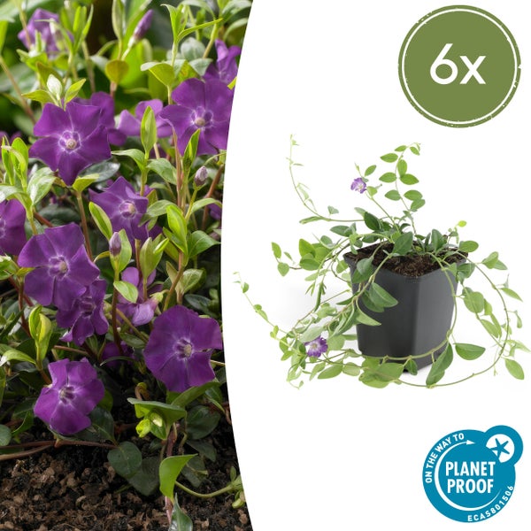 Bodendecker - Kleines Immergrün - Vinca minor 'Atropurpurea' - 9cm Topf - Set mit 6 Pflanzen