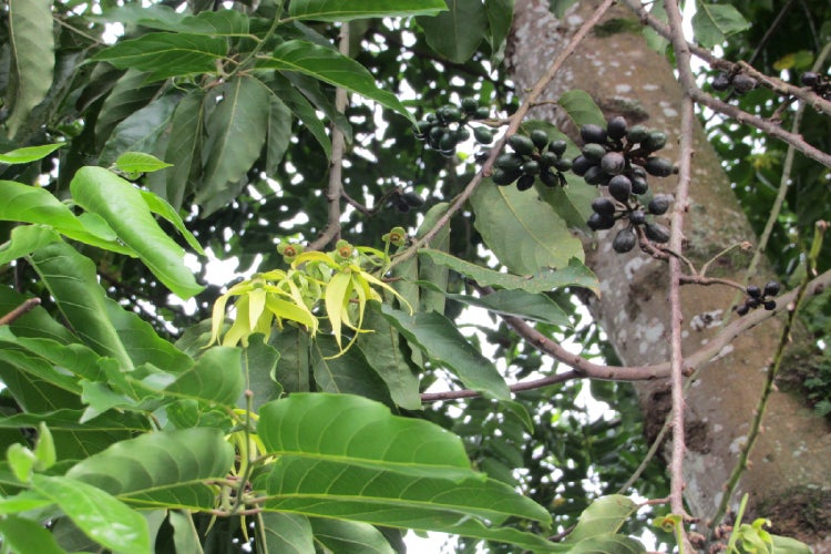 SAFLAX  - Parfumbaum / Ylang Ylang - Cananga odorata - 10 Samen - Mit keimfreiem Anzuchtsubstrat