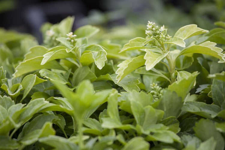 Pachysandra terminalis 'Green Sheen', Ysander, glänzend, ca. 9x9 cm Topf