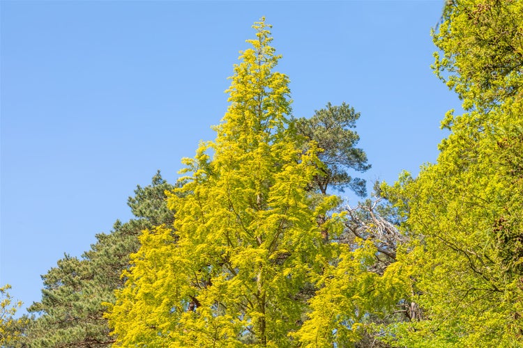 Baum mit Blättern vor blauem Himmel