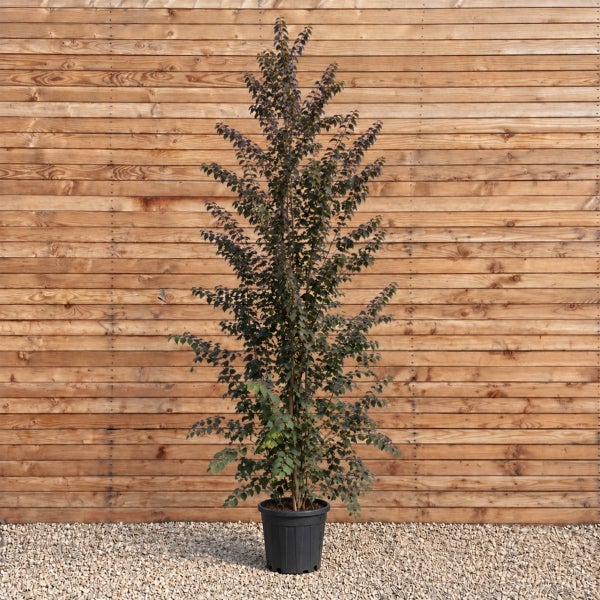 Ein säulenförmiger Baum in einem Kunststoffpflanztopf vor einer Holzwand.
