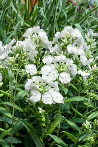 Nahaufnahme von weißen Flammenblumen im Garten