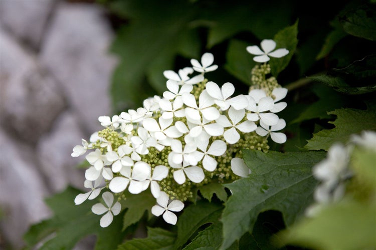Hydrangea quercifolia, Eichenblatthortensie, 60–80 cm
