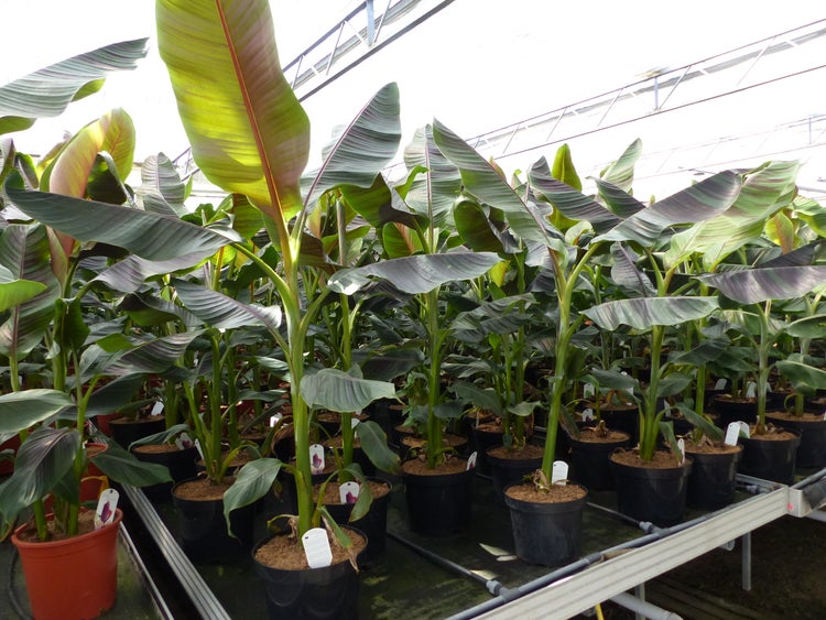 Ensete ventricosum Maurelii Bananenpflanzen in Kunststofftöpfen in einem Gewächshaus zur Präsentation.