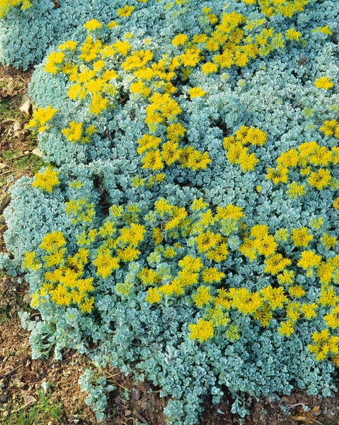 Teppich-Fettblatt-Pflanze mit gelben Blüten