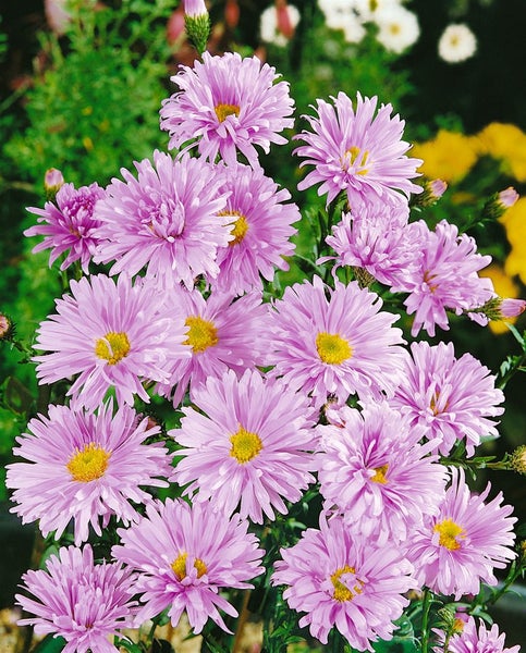 Aster novi-belgii 'Strawberry and Cream', rosa-weiß, ca. 11x11 cm Topf