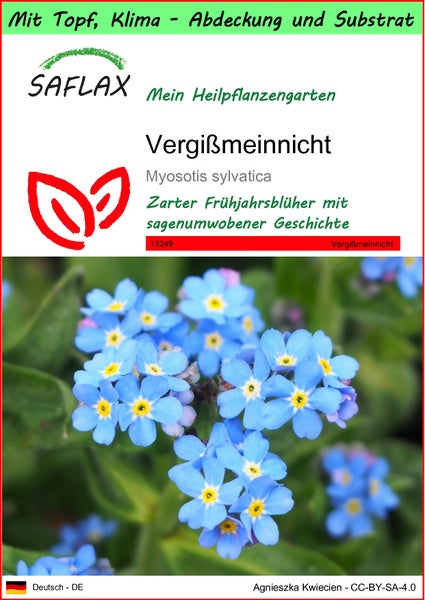 SAFLAX Garden to go - Vergißmeinnicht - Myosotis sylvatica - 150 Samen - Mit Topf, Klima - Deckel und Anzuchtsubstrat