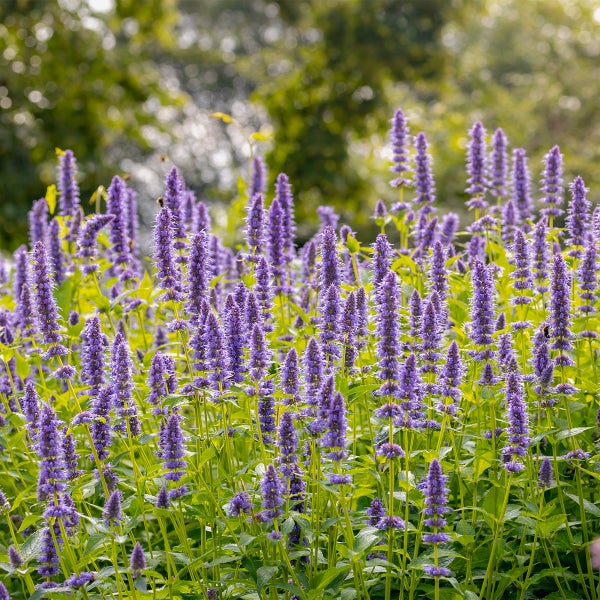 Lila blühende Duftnessel Agastache mit hohen Blütenkerzen und grünen Blättern in einem hellen Garten.