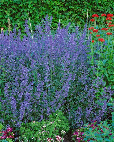 Nepeta x faassenii 'Six Hills Giant', Katzenminze, blau, ca. 9x9 cm Topf