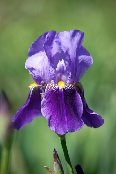 Iris x barb.-elat. 'Rheintraube', lila, ca. 11x11 cm Topf