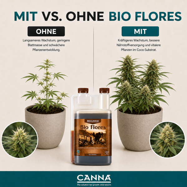 Vergleichsgrafik zur Wirkung von Bio Flores Pflanzendünger auf das Wachstum von Pflanzen mit und ohne Anwendung im Vergleich.