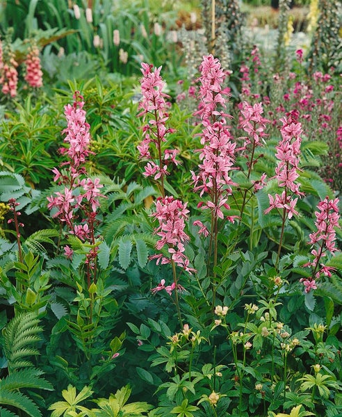 Brennender Busch im Garten mit grünen Blättern und rosafarbenen Blütenständen.