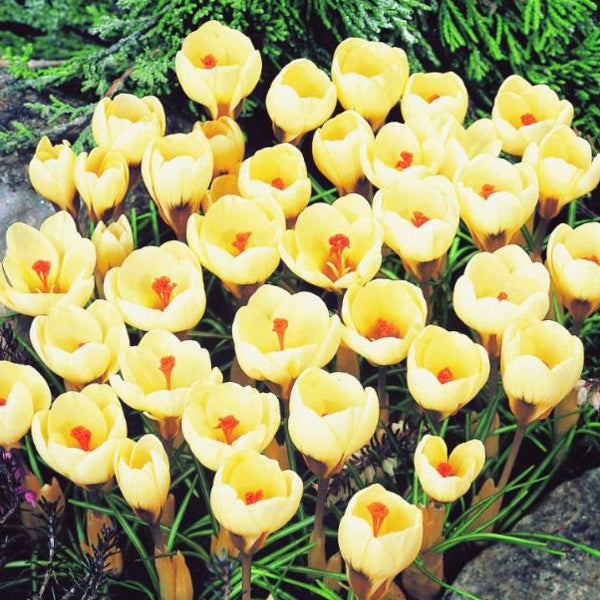 Gelbe Krokusse im Gartenbeet