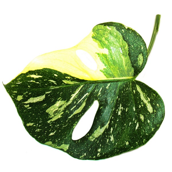 Monstera Thai-Constellation gemustertes Fensterblatt exklusive Zimmerpflanze Rarität 12cm Topf
