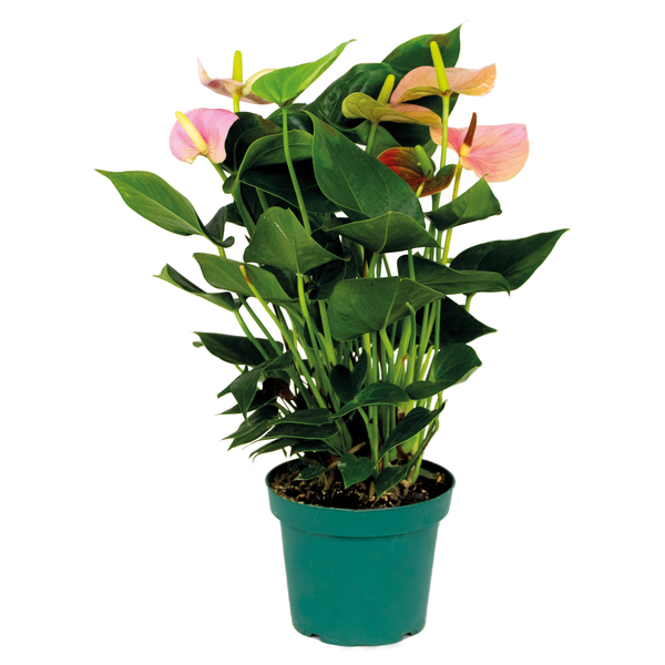 Anthurium 'Aristo' Pink - Flamingopflanze - Zimmerpflanze - Pflegeleicht - ⌀14 cm - ↕45-55 cm