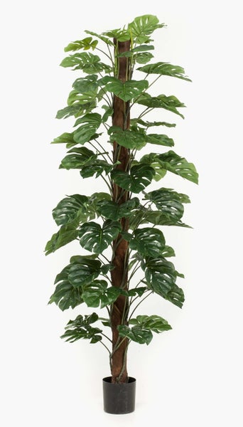 Monstera deliciosa am Moosstab im schwarzen Kunststofftopf.