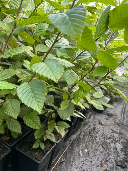 Carpinus betulus, Hainbuche, grün, 60–80 cm