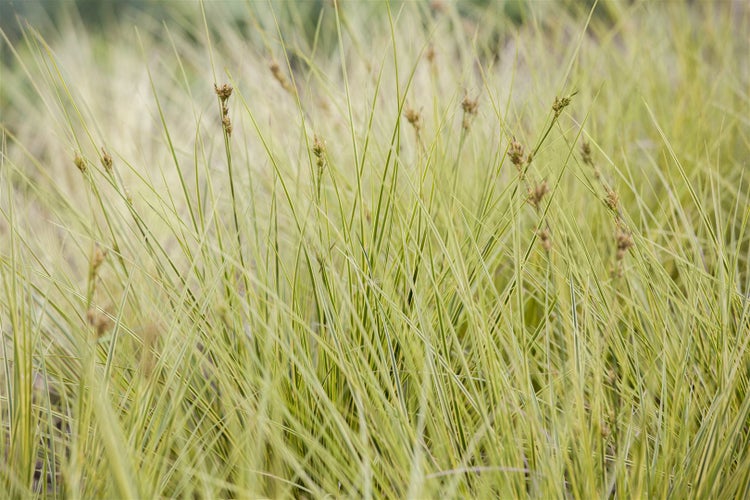 Carex brunnea 'Jenneke', Ziergras, immergrün, 2 Liter Container