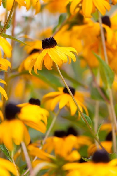 Rudbeckia fulgida 'Goldsturm', Sonnenhut, gelb, 2 Liter Container