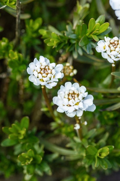 Iberis sempervirens 'Zwergschneeflocke', Schleifenblume, weiß, ca. 9x9 cm Topf