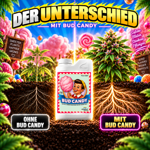 Bud Candy Pflanzennährstoff von Advanced Nutrients zur Förderung der Blütenentwicklung in einer weißen Kunststoffflasche.