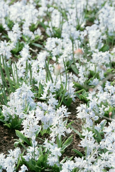 Feld von Scilla-Blüten im Garten