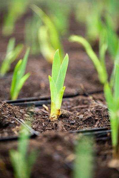 Nahaufnahme einer jungen Pflanze im Gartenboden.