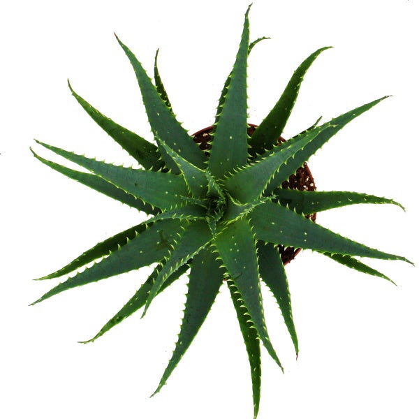 Aloe aborescens im 19cm Topf