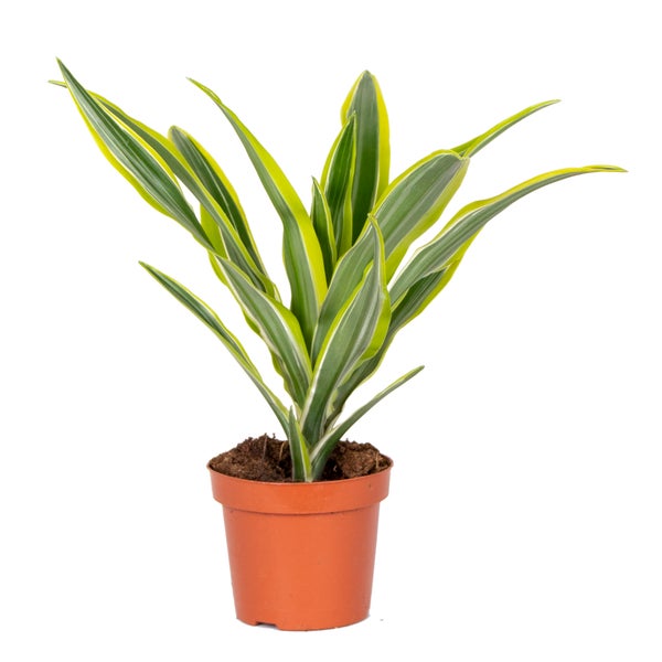 Dracaena 'Zitronenlimette' | Drachenblutbaum - Zimmerpflanze im Züchtertopf ⌀12 cm - ↕30-40 cm