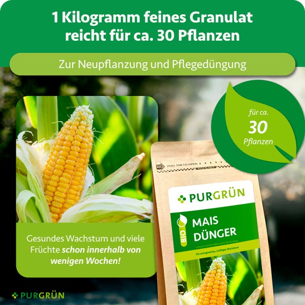 Purgrün Maisdünger Bio für circa 30 Pflanzen, 1 Kilogramm feines Granulat für gesundes Wachstum und Neupflanzung, Purgrün Logo.