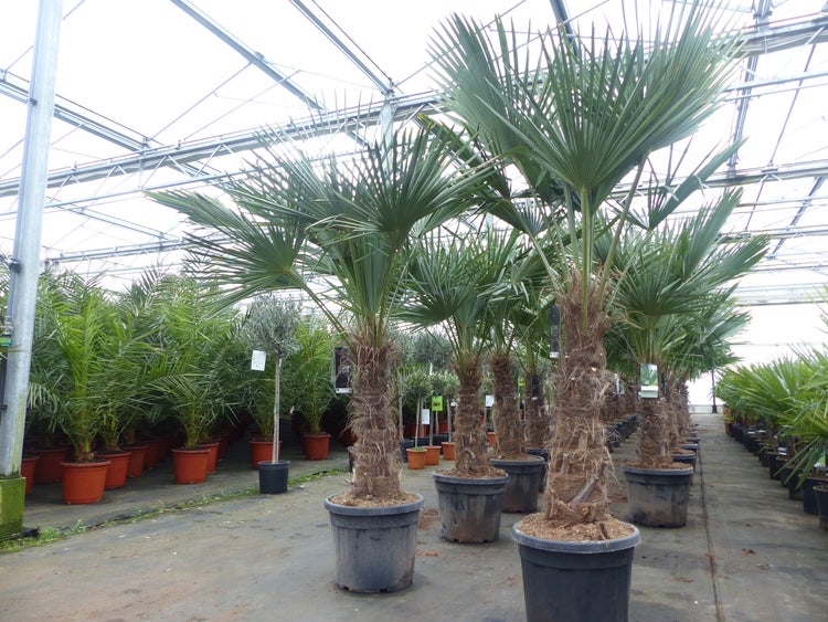 Trachycarpus fortunei dicker Stamme, 170 - 200 cm hohe Hanfpalme, winterharte Palme bis -18°C